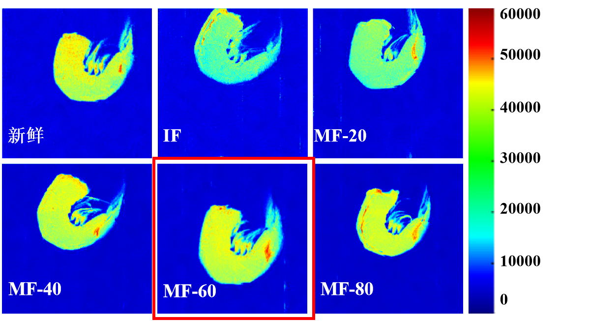 “开云（中国）杯”江南大学优秀案例解析|低场核磁共振分析用于磁场辅助冷冻对虾仁水分迁移的调控研究